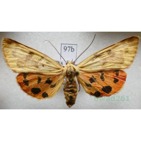 Diacrisia spp. female Niedźwiedziówka China97b